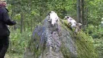 ÖKV Play - Fidos Dagis går på promenad